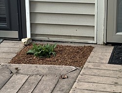 mulch